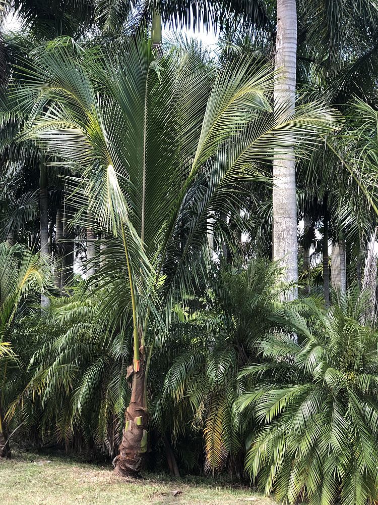 cocos-nucifera-coconut-palm