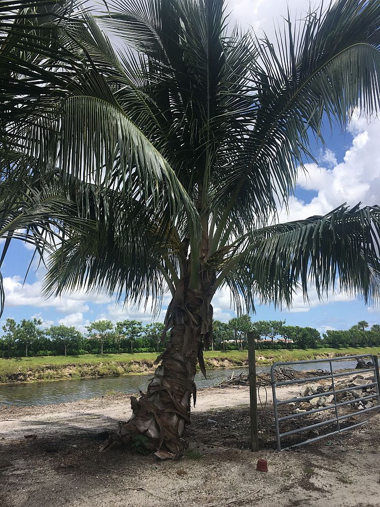 cocos-nucifera-coconut-palm