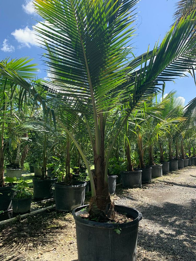cocos-nucifera-coconut-palm