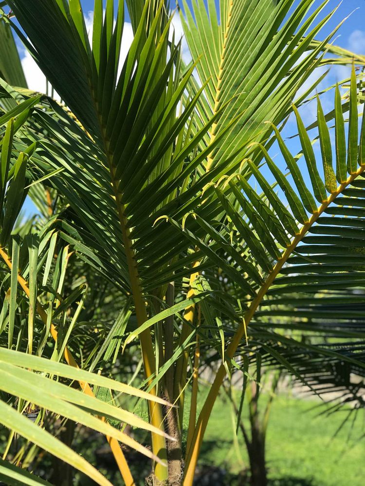 cocos-nucifera-coconut-palm