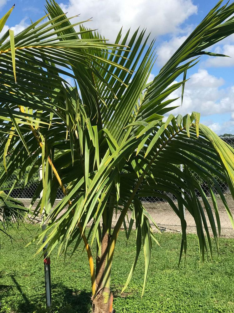 cocos-nucifera-coconut-palm