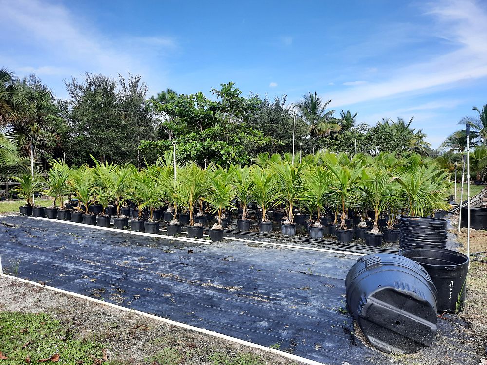 cocos-nucifera-coconut-palm