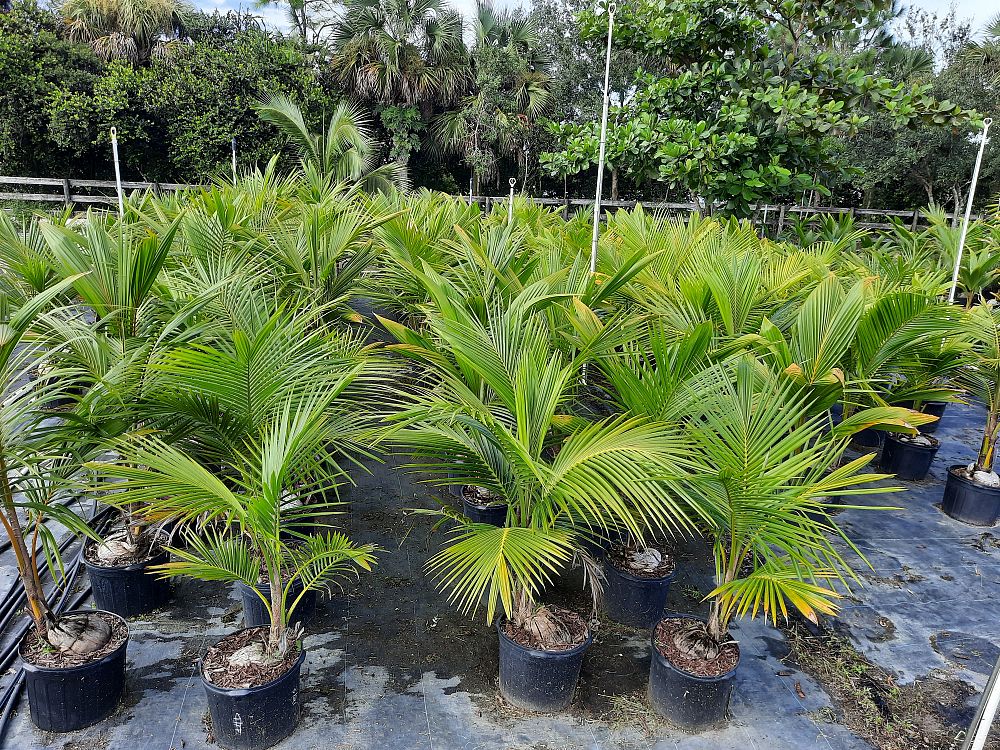 cocos-nucifera-coconut-palm