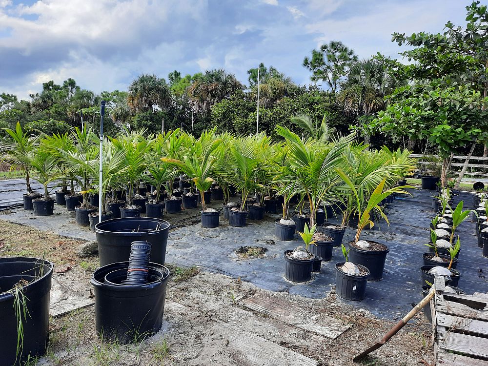 cocos-nucifera-coconut-palm