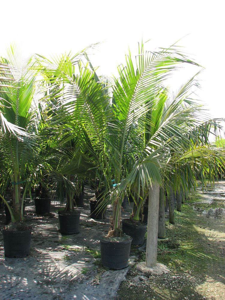 cocos-nucifera-coconut-palm