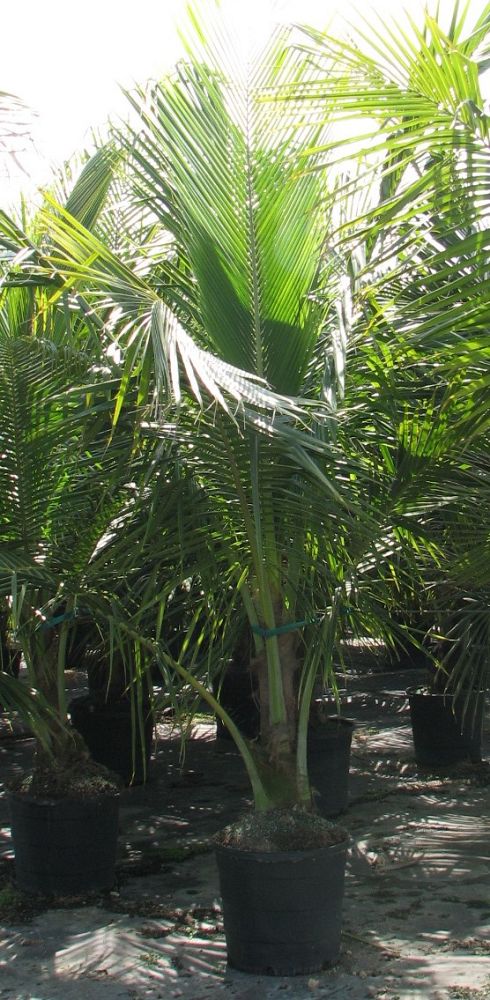 cocos-nucifera-coconut-palm