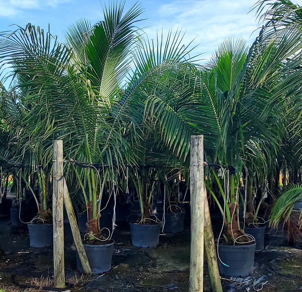cocos-nucifera-coconut-palm