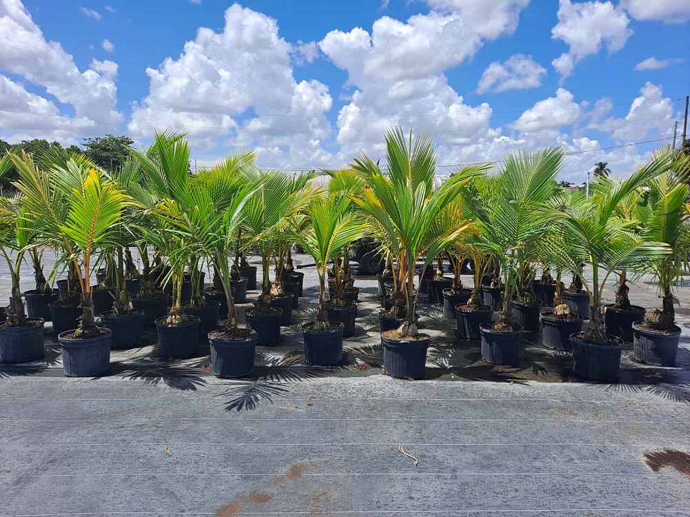cocos-nucifera-coconut-palm
