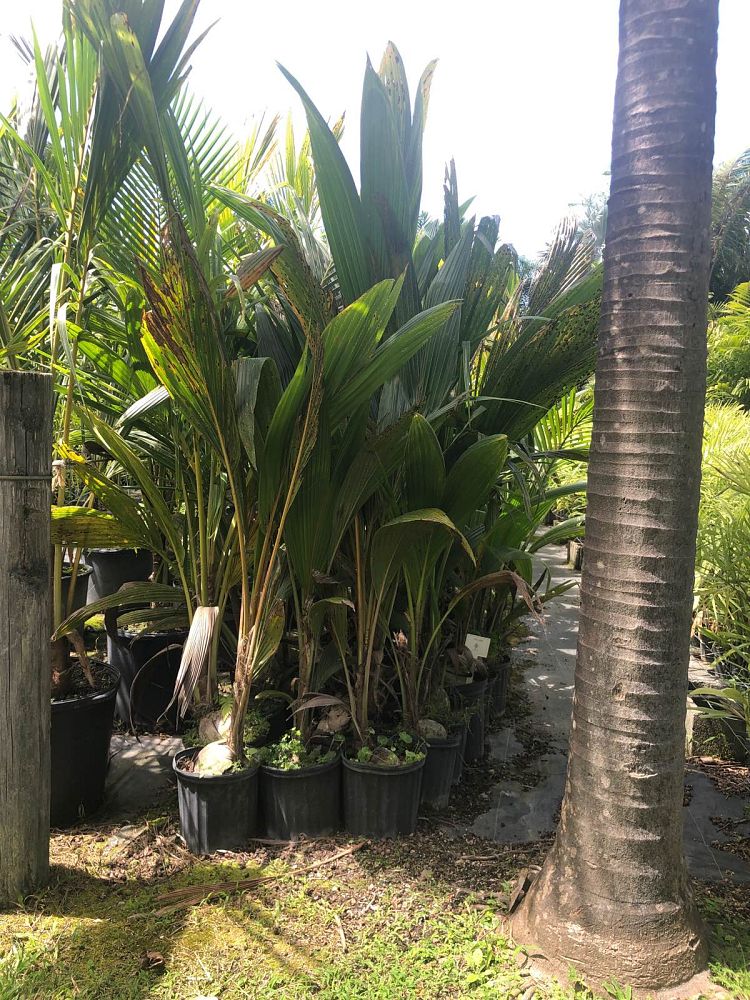cocos-nucifera-coconut-palm
