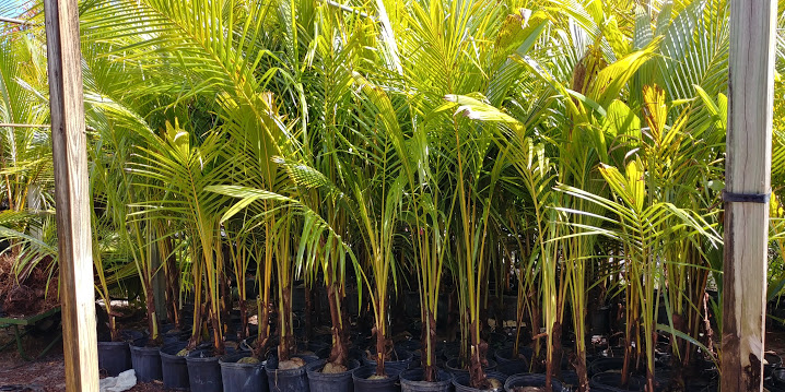 cocos-nucifera-coconut-palm