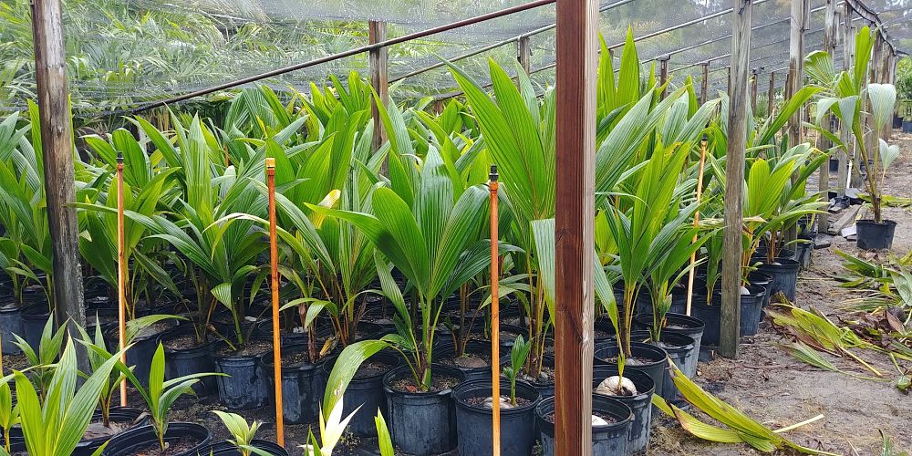 cocos-nucifera-coconut-palm