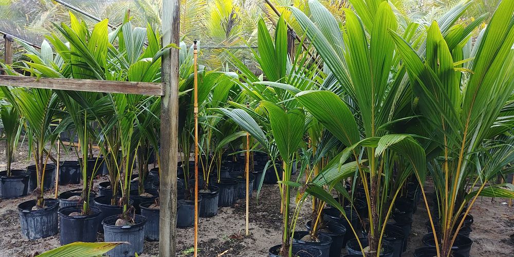 cocos-nucifera-coconut-palm