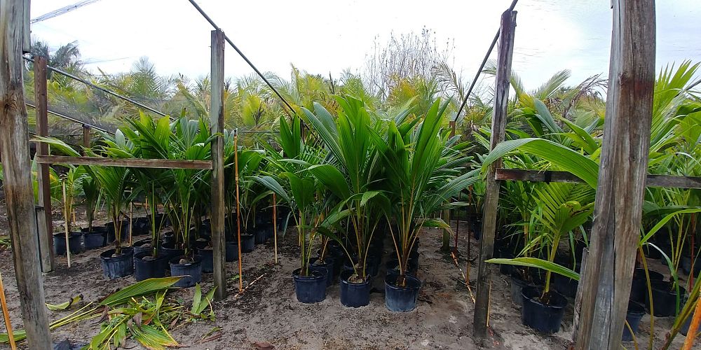 cocos-nucifera-coconut-palm