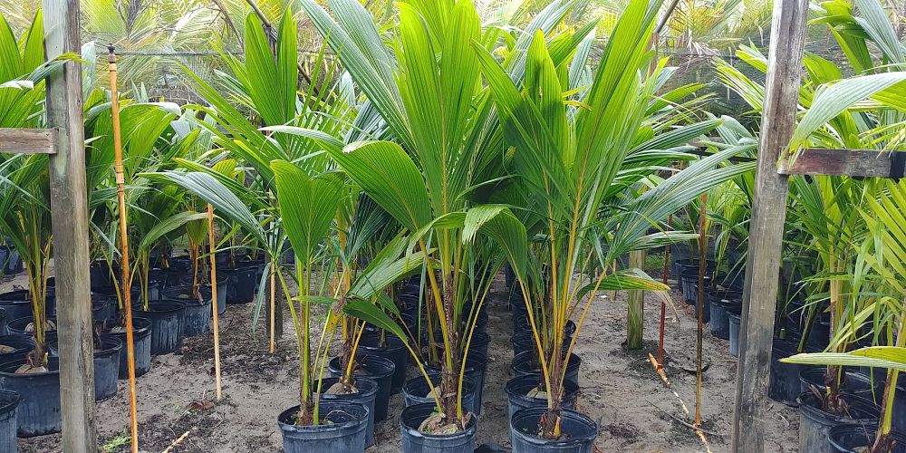 cocos-nucifera-coconut-palm