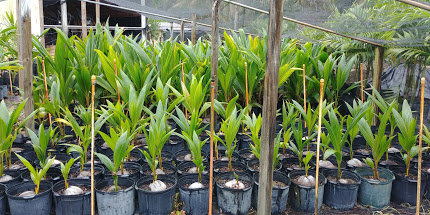 cocos-nucifera-coconut-palm