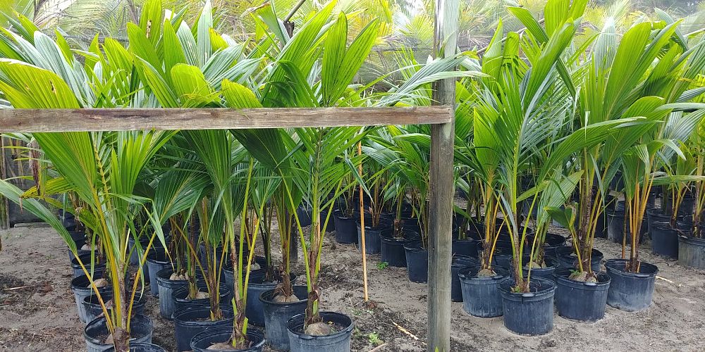 cocos-nucifera-coconut-palm