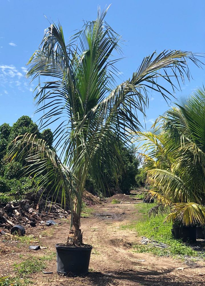 cocos-nucifera-coconut-palm