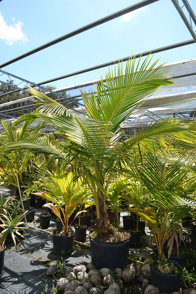 cocos-nucifera-coconut-palm
