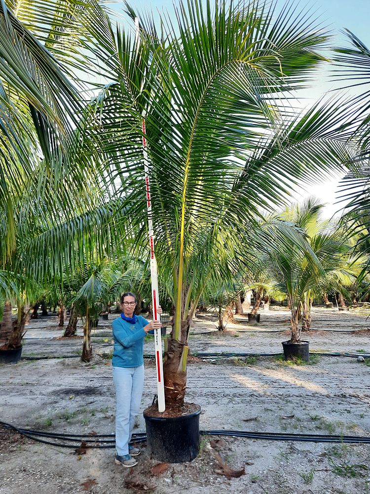 cocos-nucifera-coconut-palm