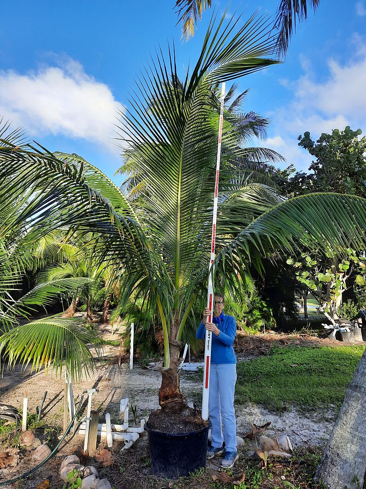 cocos-nucifera-coconut-palm