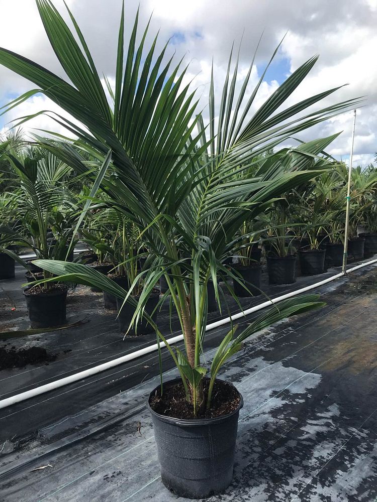 cocos-nucifera-coconut-palm