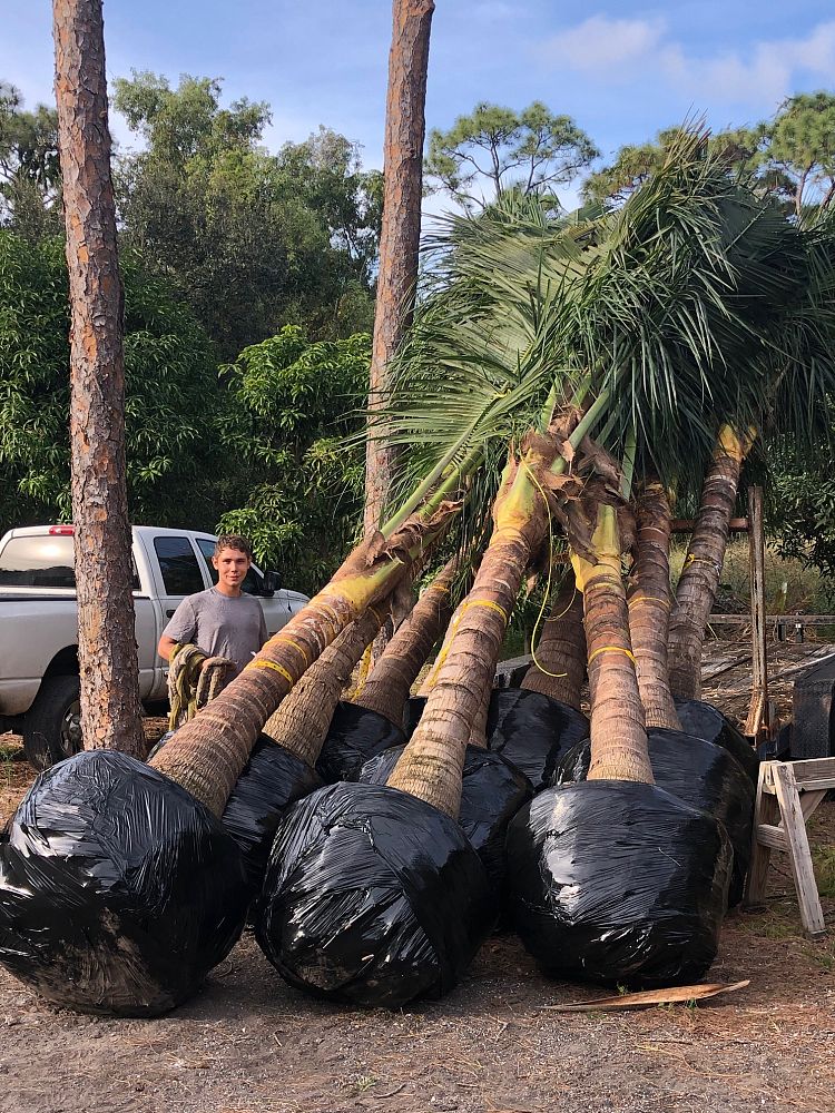 cocos-nucifera-coconut-palm