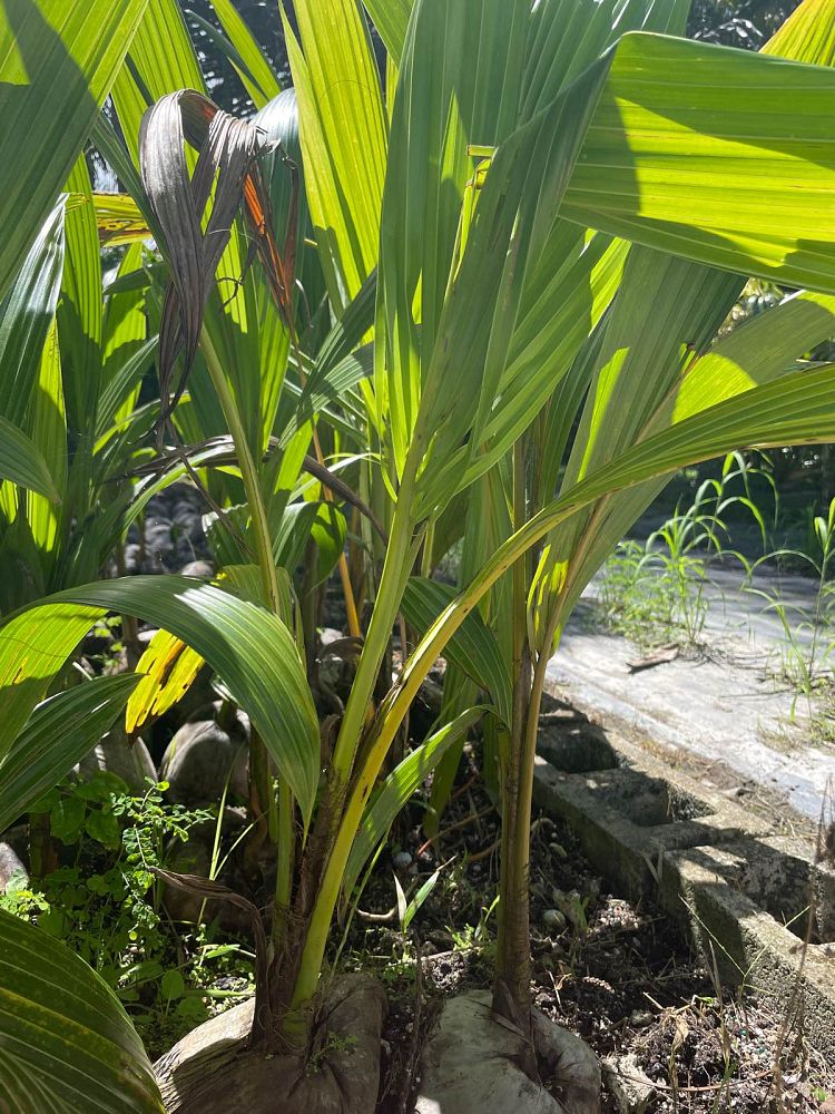cocos-nucifera-coconut-palm