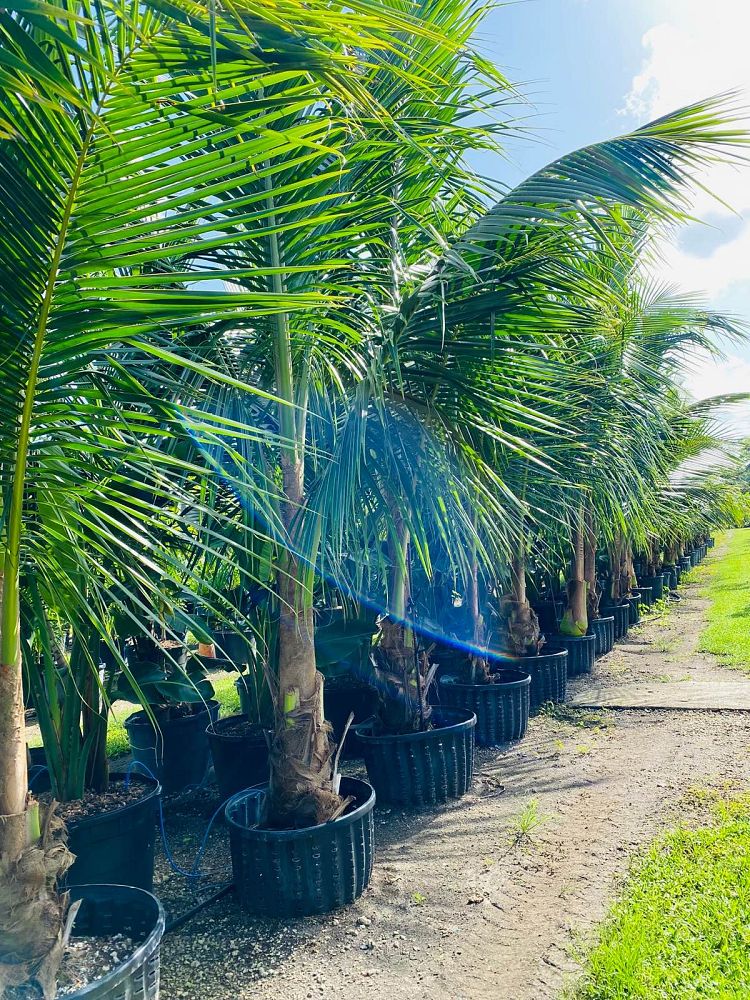 cocos-nucifera-coconut-palm