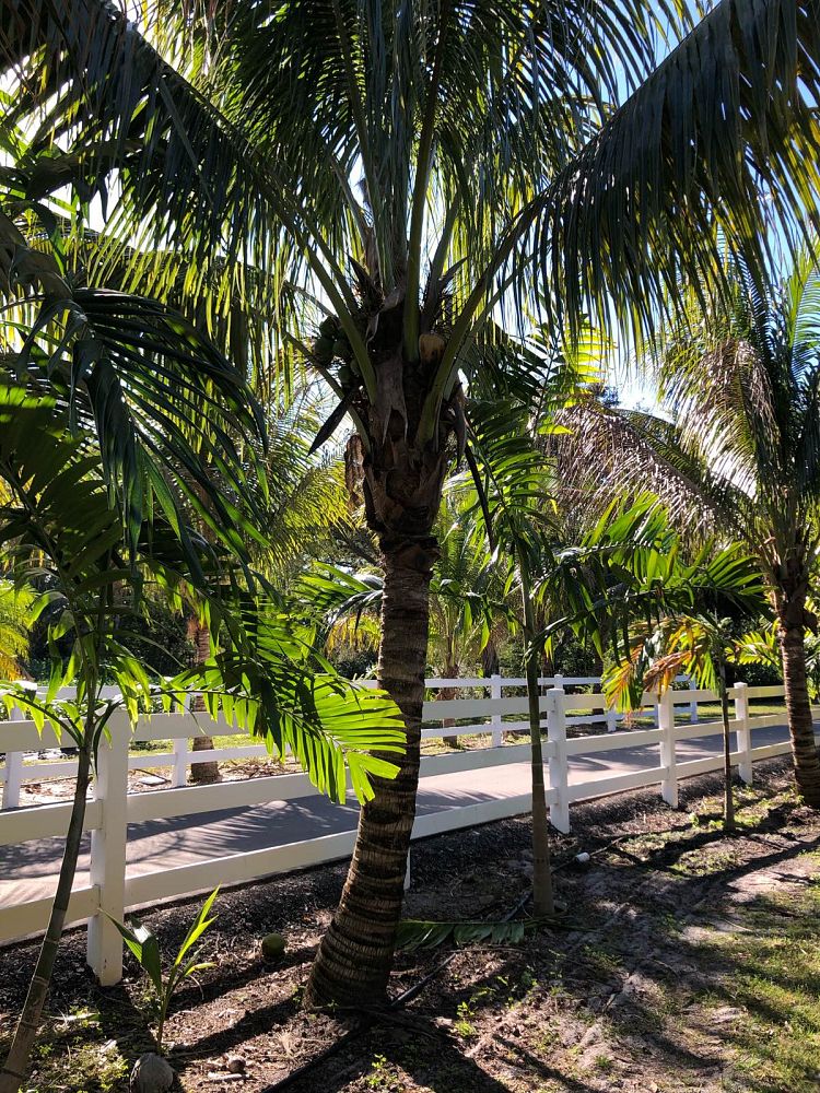cocos-nucifera-coconut-palm