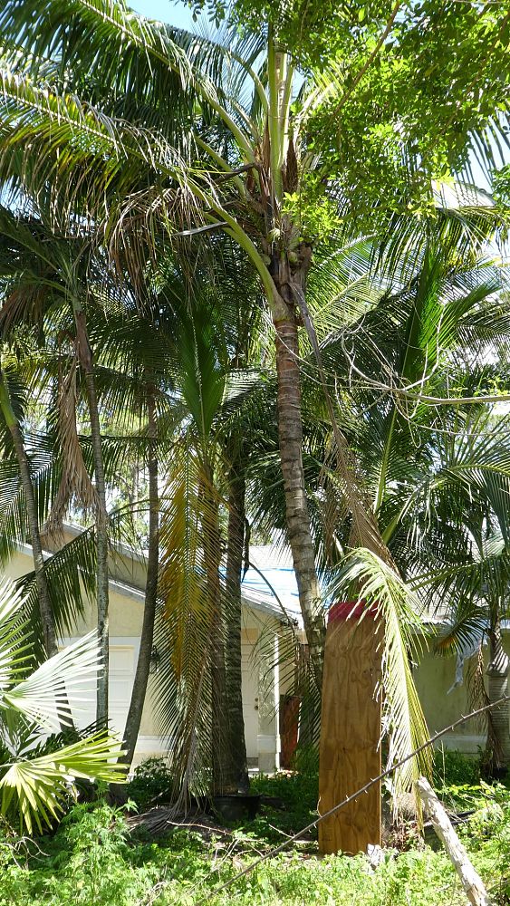 cocos-nucifera-coconut-palm