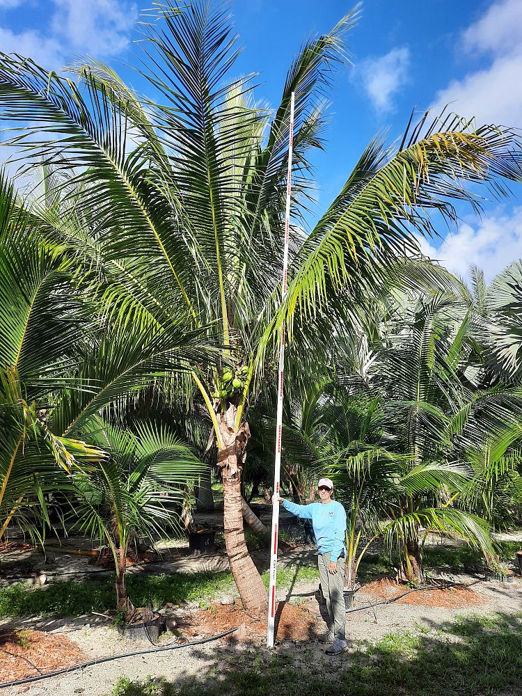 cocos-nucifera-coconut-palm