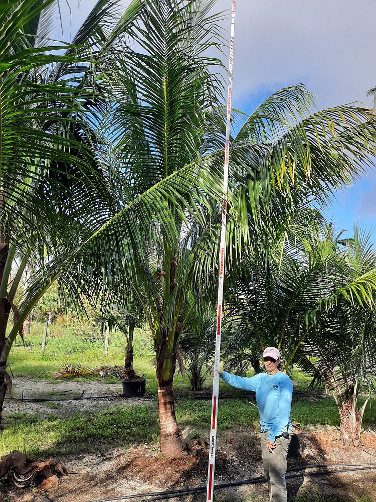 cocos-nucifera-coconut-palm