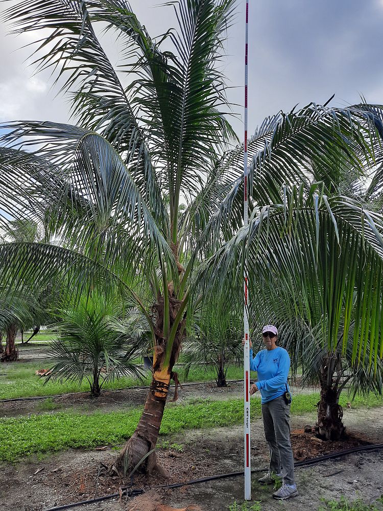 cocos-nucifera-coconut-palm