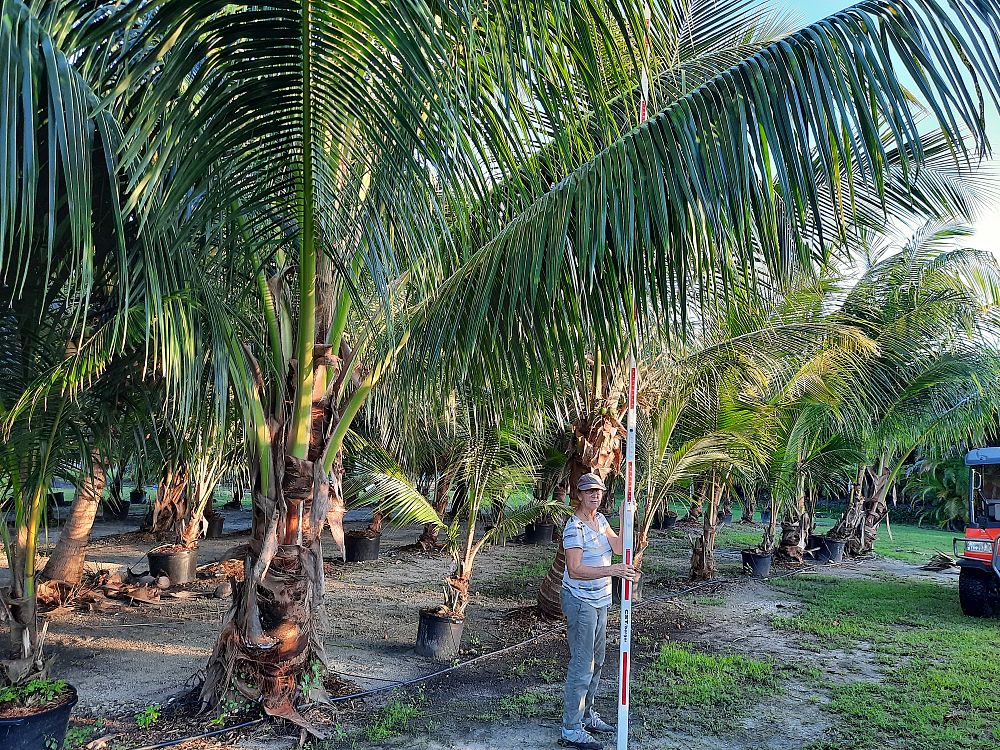 cocos-nucifera-coconut-palm