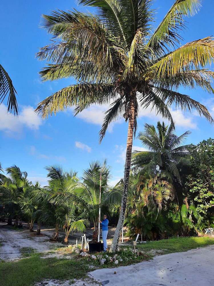cocos-nucifera-coconut-palm