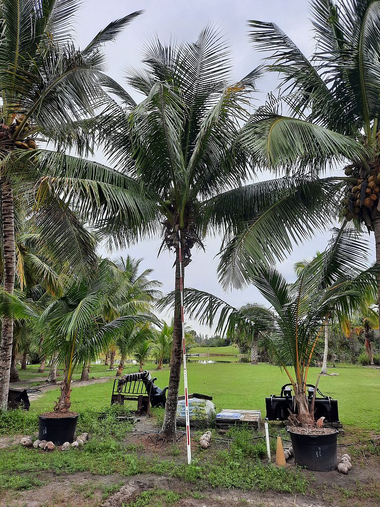cocos-nucifera-coconut-palm