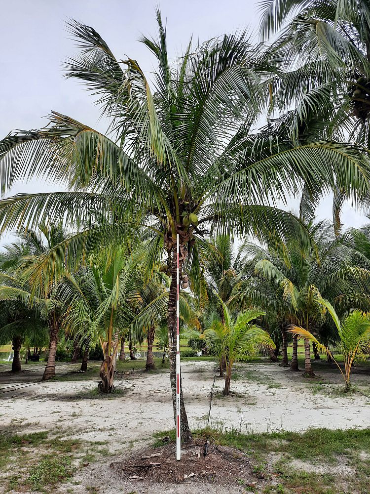 cocos-nucifera-coconut-palm