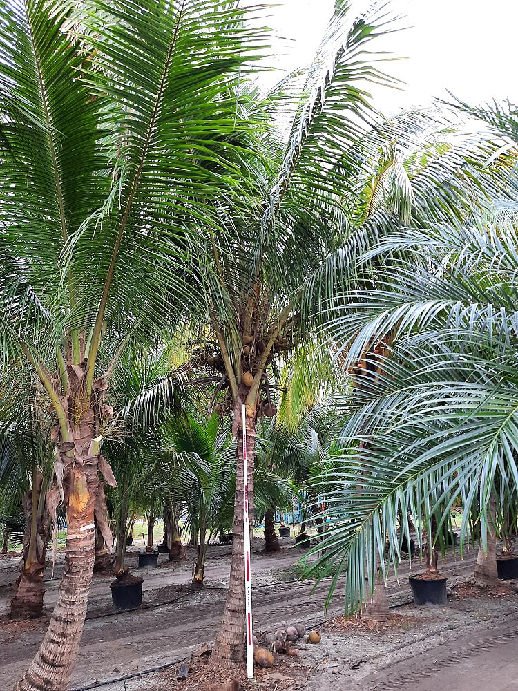 cocos-nucifera-coconut-palm