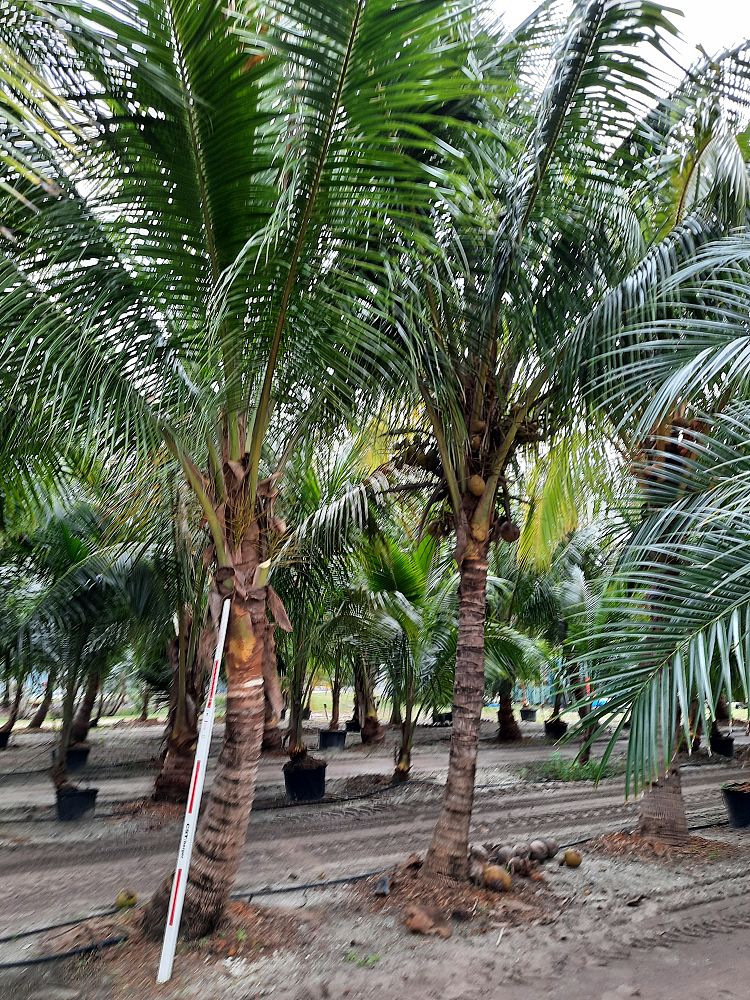 cocos-nucifera-coconut-palm