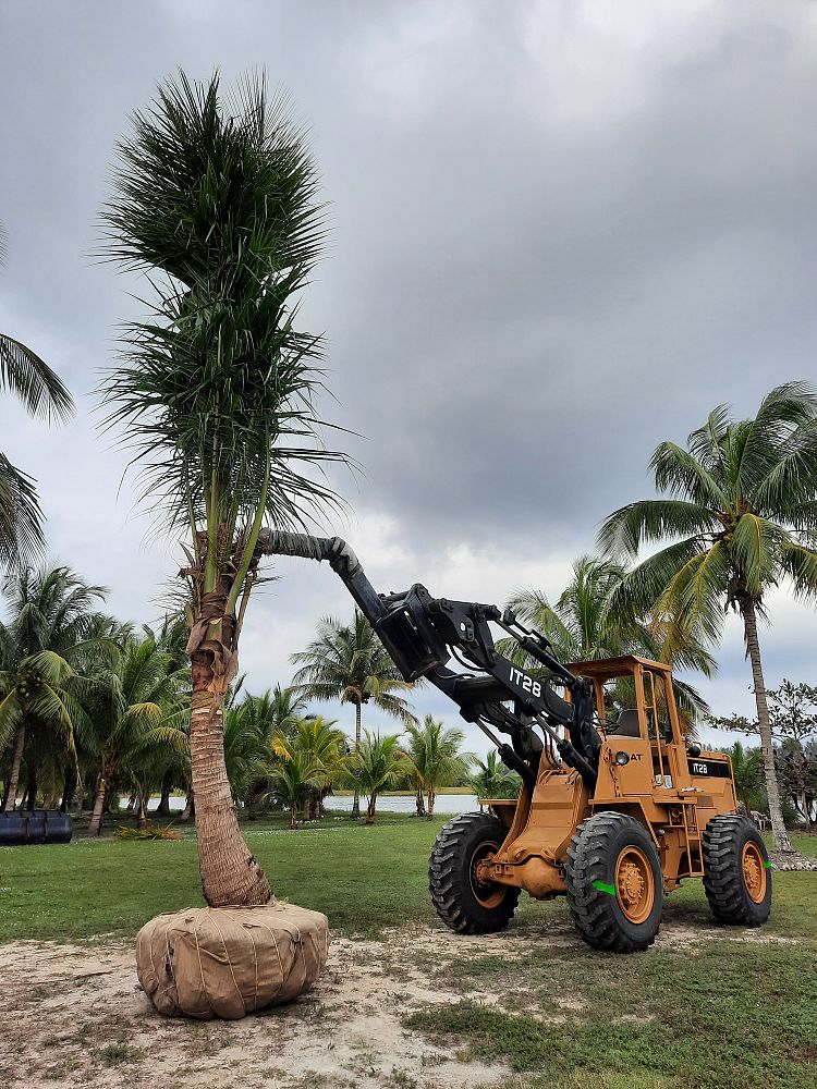 cocos-nucifera-coconut-palm