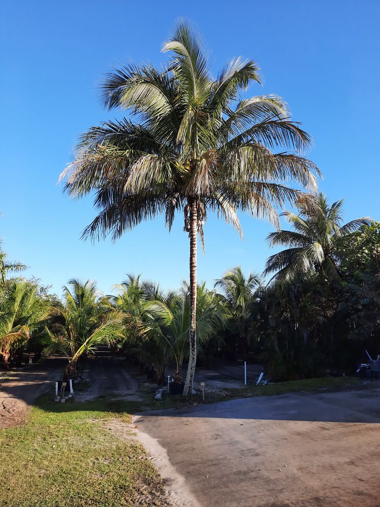 cocos-nucifera-coconut-palm