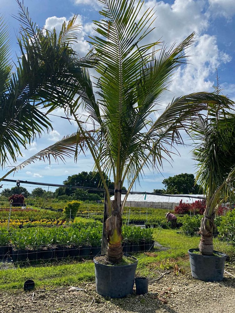 cocos-nucifera-coconut-palm