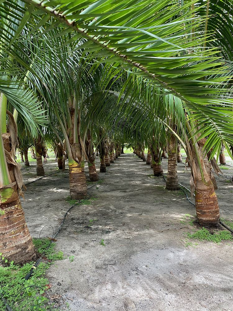 cocos-nucifera-coconut-palm
