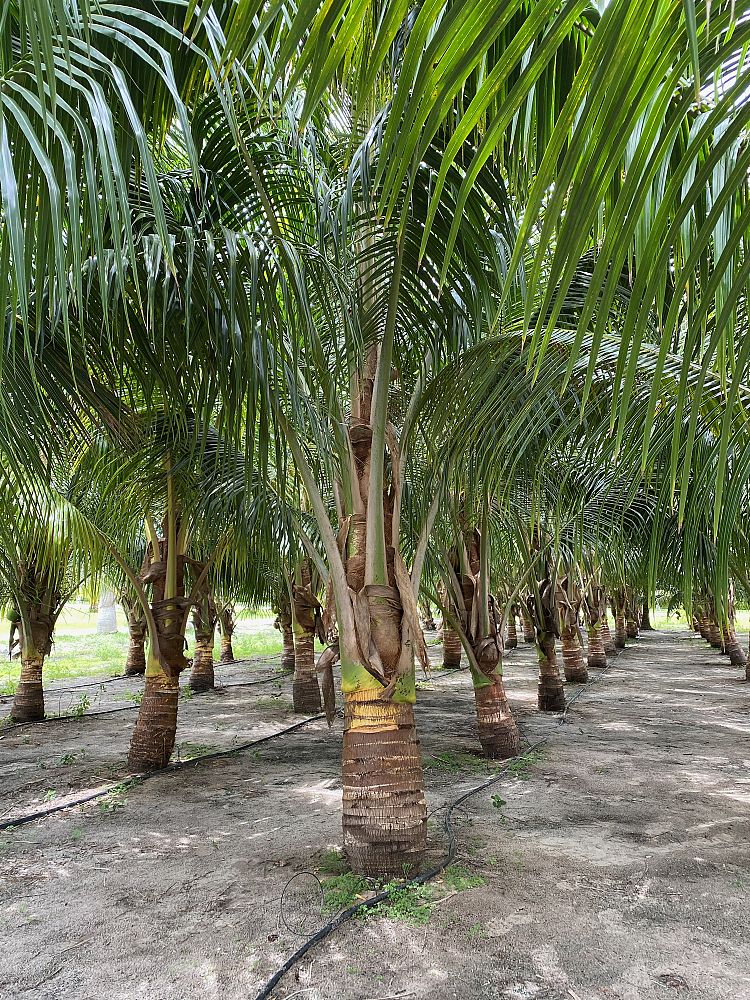 cocos-nucifera-coconut-palm