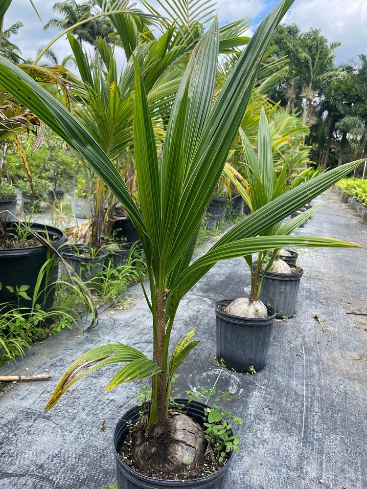 cocos-nucifera-coconut-palm