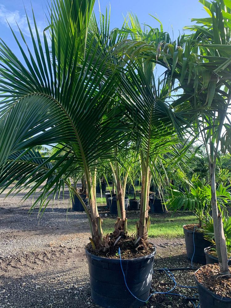 cocos-nucifera-coconut-palm