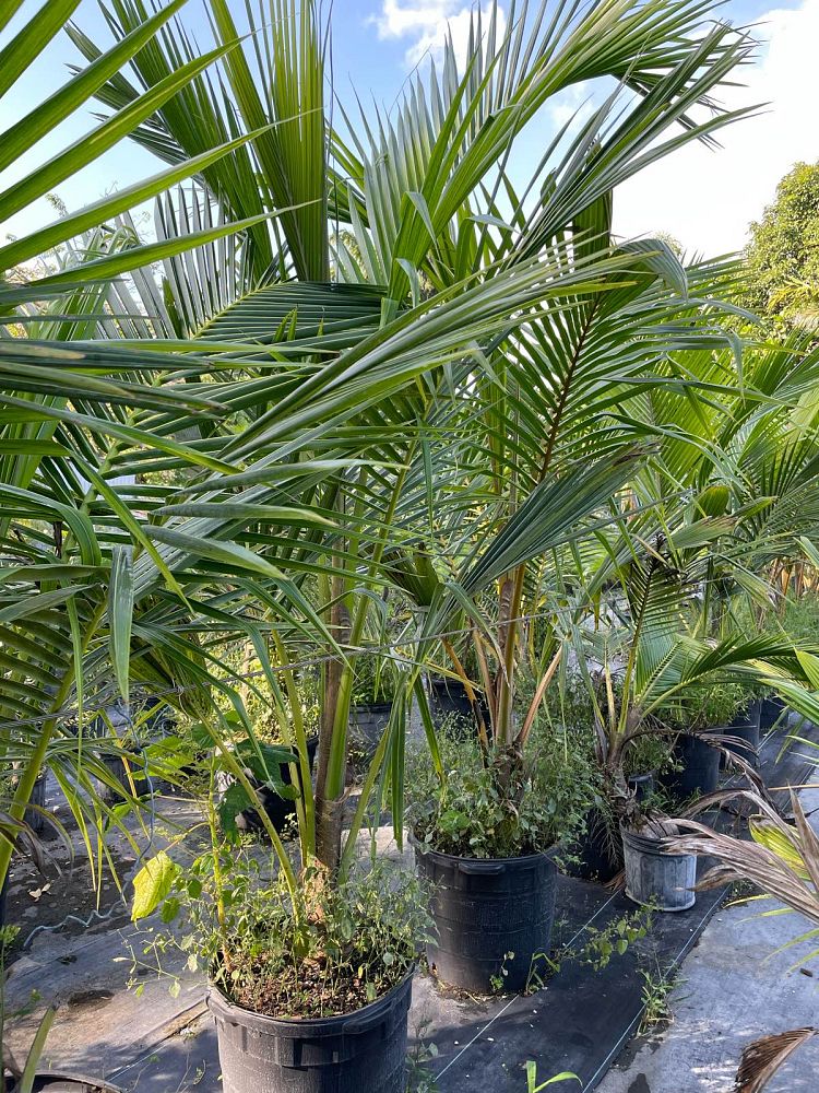 cocos-nucifera-coconut-palm