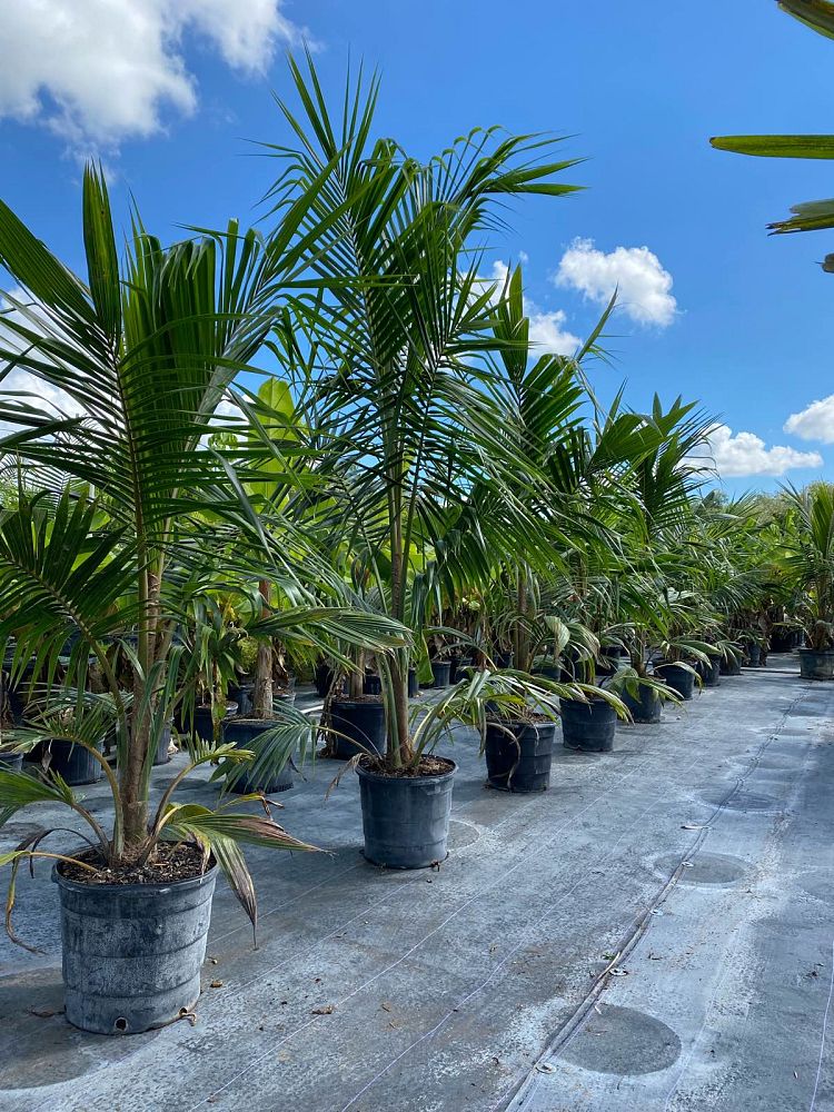 cocos-nucifera-coconut-palm