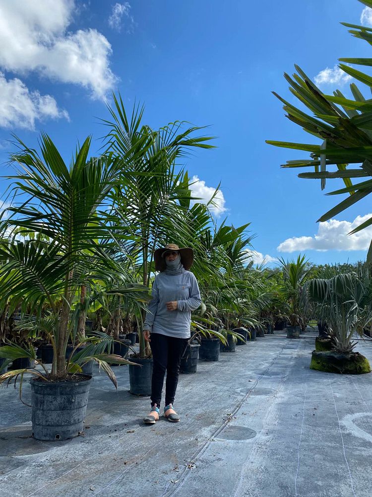 cocos-nucifera-coconut-palm
