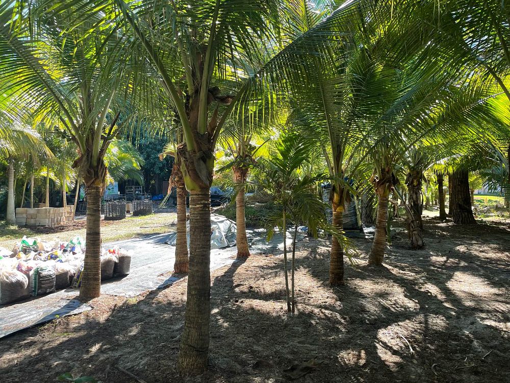 cocos-nucifera-coconut-palm